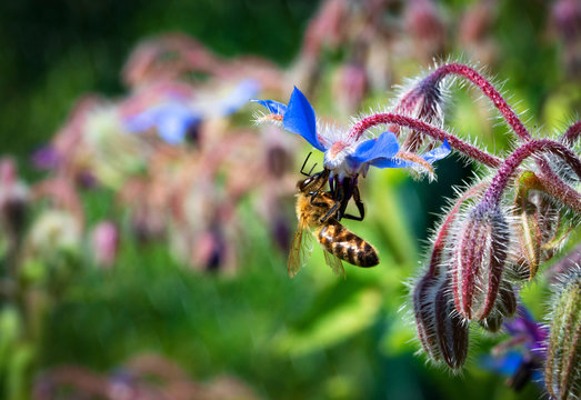 bee on a blue borage flower