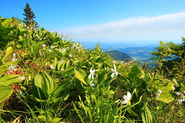 Daffodil mountain in Slovenia