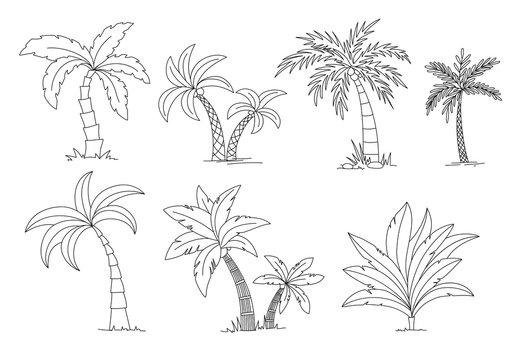 Palm trees coloring book. Beautiful vectro palma tree set vector illustration