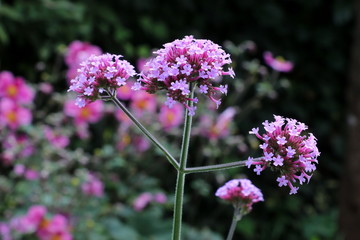 Obraz premium Verbena bonariensis in purple