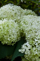 wei&szlig;e Hortensien