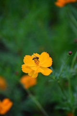 キバナコスモスと蜂