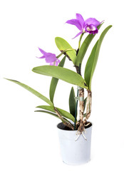 Cattleya orchid in studio