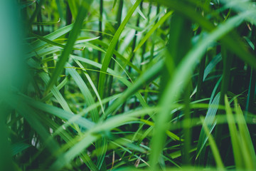 tropical plant leaves / inside rainforest,   jungle plants 