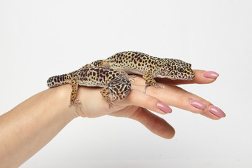 two lizards sit on a woman's hand