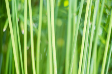 Obraz na płótnie Canvas abstract green plant background - grass stems -