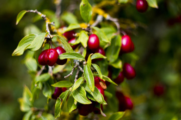 Bright, succulent plants in the forest. Flowers grow in the forest. Wild plants, flowers, spines on the field on a sunny day. 
