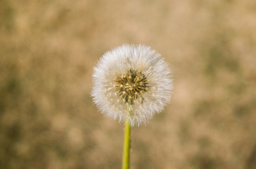 dandelion on background of green grass