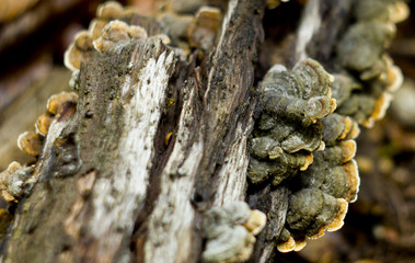 Wood texture. Snag on the beach. Unusual beautiful tree snag in the scenery. in nature a piece of wood with moss. 
