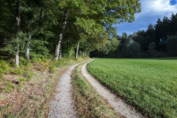 Fototapeta na wymiar Herbstlicher Wald bei Allensbach
