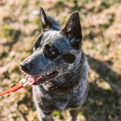 Australia cattle dog
