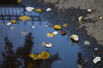 yellow leaves in water in the fall on wet pavement