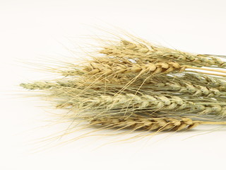 Ears of wheat isolated on white background close up.