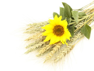 Sunflower on the ears of wheat on a white background.