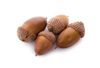 Acorns on a white background