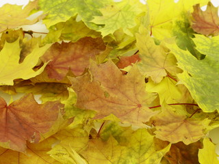 Naklejka na ściany i meble Autumn maple leaves close up.