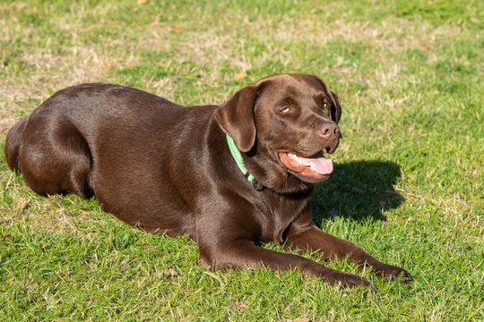 sweet brown labrador lying on the lawn