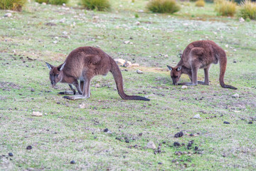 Couple of Kangaroos eating in open South Australia countryside © jovannig