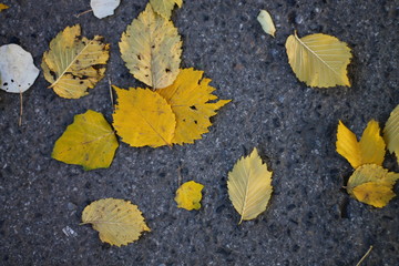 carved yellow leaves on asphalt background in september