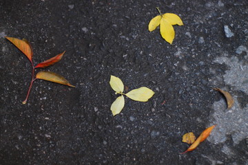 yellow and red maple leaves on wet pavement