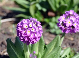 Kugelprimeln im Frühling