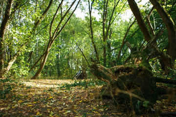 Green forest with roots and driftwood. The sun breaks through the green branches of the trees
