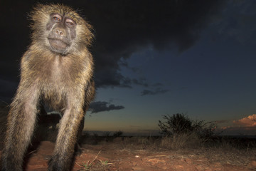 Olive Baboon