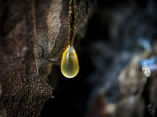 Organic life concept: leaking bright yellow drops of pine tar, resin, with a spider web on a dark...