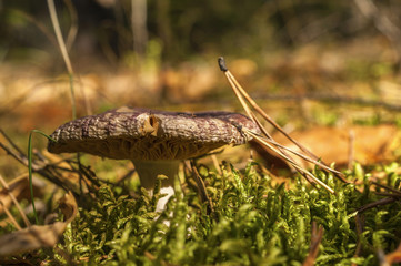 Organic Life: Purple Mushroom Of Russula Genus, Also Known As Brittlegill.  Green Fungus, Yellow Pine Needles. Macro Image.