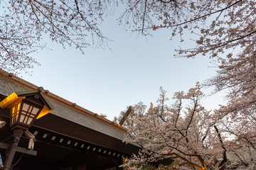 Cherry blossom at Yasukuni Shrine. a famous Tourist spot in Tokyo, Japan.
