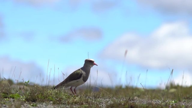 Andean lapwing (Vanellus resplendens)  in slow motion on the high paramo at the foot of Cotopaxi Volcano in the Ecuadorian Andes.