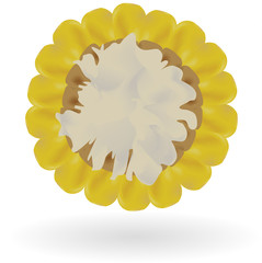 Vector corn on white background