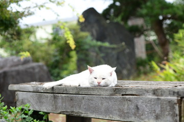 庭でくつろぐ白猫