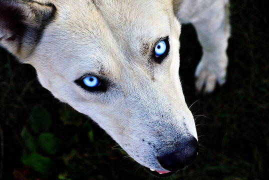 a big scary dog with strange blue eyes  look at camera