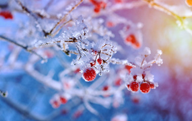 Red berries of viburnum with hoarfrost