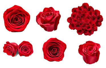 Naklejka premium flower rose petal blosspm background