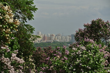 view of Kyiv through flowering lilac bushes