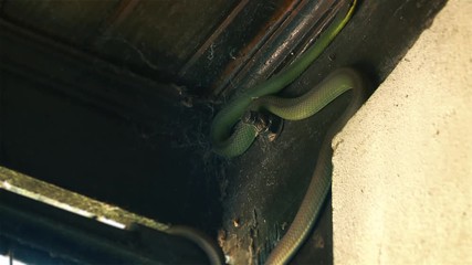 Green Snake (Culebra) on the Roof of a House.