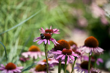 Echinacea