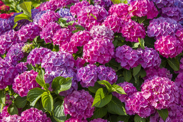 bush of hortensia flowers