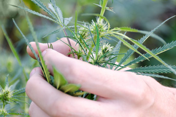Man hand holds heap of marijuana bush, hemp with flowers in garden. Concept of fight against drug...