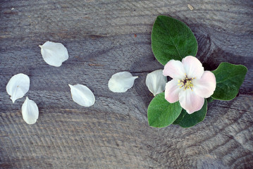 Apple petals near quince flower on a wooden background. spring warmth layout