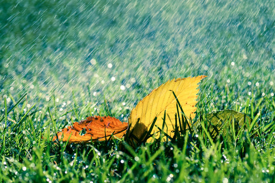 Herbst Regen mit bunten Blättern auf grüner Wiese nass und kalt
