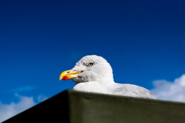 Seagull 