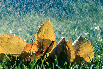 Herbst Regen mit bunten Blättern auf grüner Wiese nass und kalt - 225467938