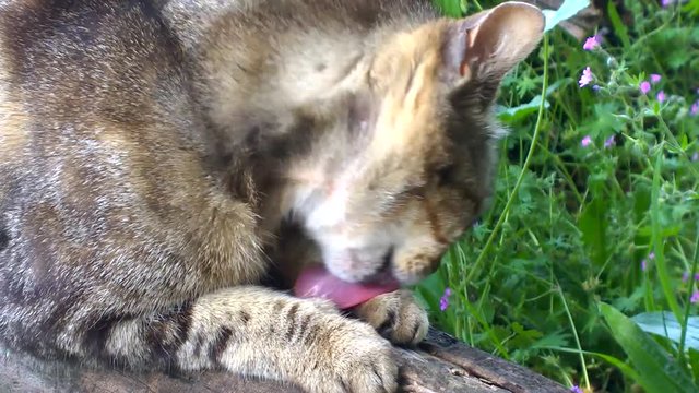 gattina si lecca la zampa