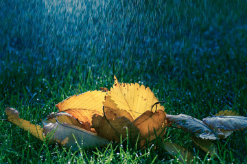 Herbstlicher Regen auf bunte Blätter auf der Wiese im Licht 