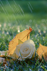 Obraz premium Eine zarte Rose im Herbst Regenschauer und Wind 