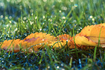 Herbstlicher Regen auf bunte Blätter auf der Wiese im Licht 