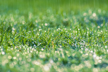 Regentag Regen fällt auf eine Wiese Erfrischung und Bewässerung